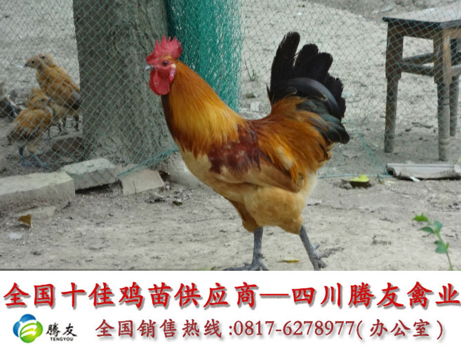 肉鸡养殖设备_养殖肉鸡收入如何